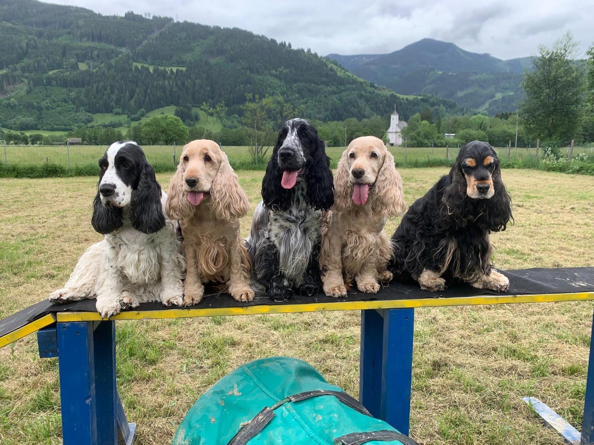 Chaletdorf Zellersee Maishofen Luaran gambar